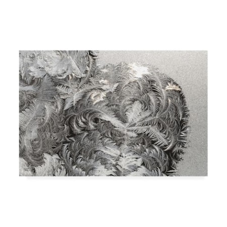 Kurt Shaffer Photographs 'Paisley Ice Patterns On My Window' Canvas Art,16x24